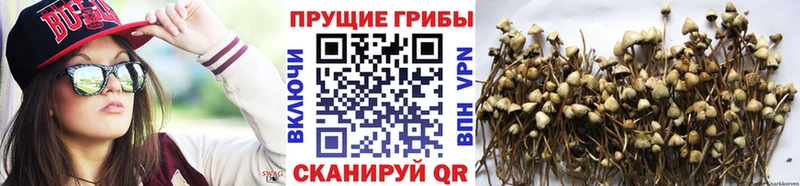 где купить   Обоянь  Галлюциногенные грибы мицелий 